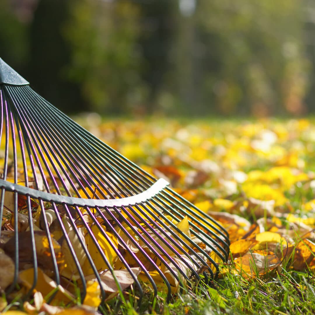 Leaf removal and yard cleanup service in Huntersville NC by Home Grooming