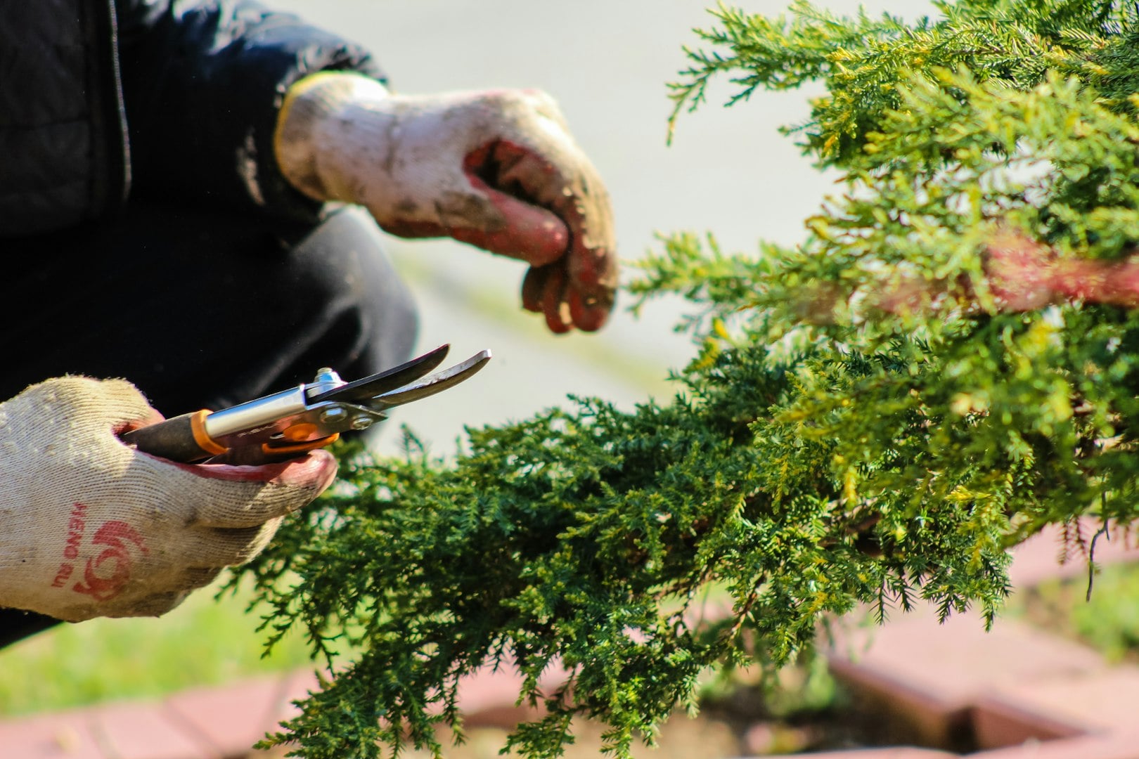 Leaf blowing and fall cleanup by Home Grooming LLC Huntersville
